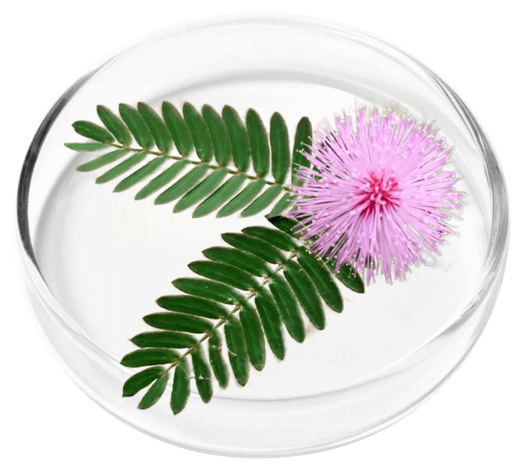 Mimosa pudica