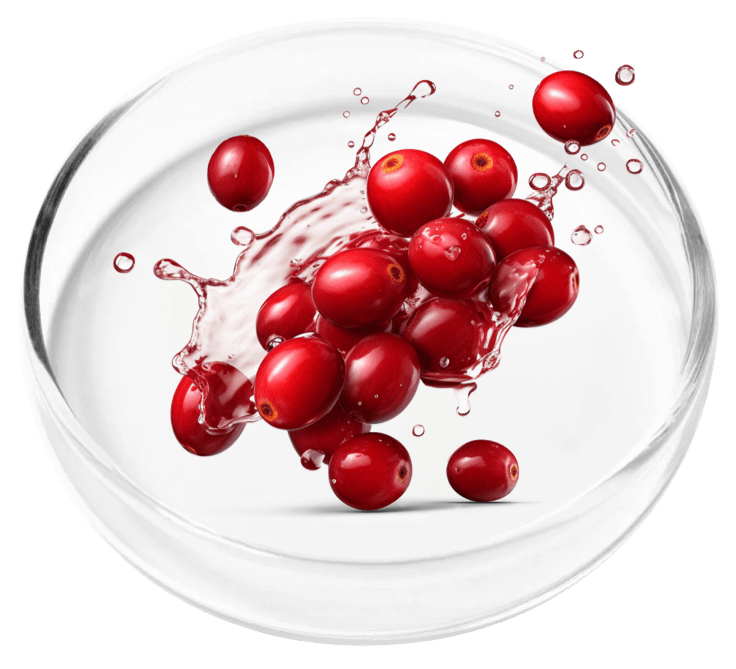 Cranberry extract